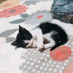 샴고양이  코리안숏헤어  코숏고등어  코숏턱시도  까미랑다야랑호야랑  펫스타그램   고양이모델  고양이는사랑… | Instagram posts