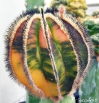 variegated cactus | 선인장, 식물, 원예