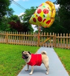 반려동물_  의상1에 있는 명섭 서님의 핀