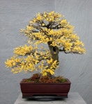 안 민수님의 분제 이미지 - 2020 | 소나무