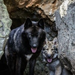 Épinglé par 은색빛의여우 sur 늑대 | Chien loup, Le loup animal, Loup noir