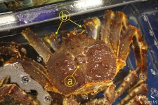 킹크랩 구입 노하우(상), 킹크랩 블루와 레드의 차이점