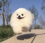 동물에 있는 annie kim님의 핀 | 재미있는 강아지, 아기 강아지, 강아지