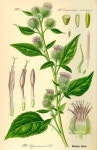 The Healing Properties of Burdoch | 수채화, 자수 도안