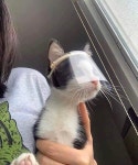 Pin by 예은 권 on 네발 달린 친구들 | Cats, Funny cats, Cute animals