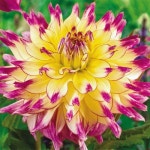 Zoey Rey Dahlia ~ this is a PARTY in a flower! | 아름다운, 꽃
