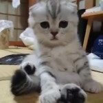 Video by unknown . . @petmilystore 팔로미 심쿵 빵터지는 동물영상 매일 업로드!! . . #펫스타그램 #… | Animals