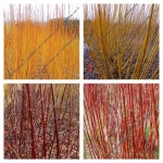 Colour through the long winter months. Packs of hardwood willow cuttings in packs of 24-1000, a mix of 6 varieties all labeled... 