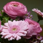 Flora에 있는 정원님의 핀