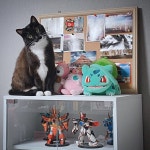 뀨  #고양이 #고양이그램 #냥스타그램 #냐옹이 #냥이 #cat #catstagram #pokemon #madokinggranzort #kidult #pet #petstargram... 