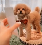 Cute 귀여운 멍뭉이~! Cute 귀여운 멍뭉이~! | Cute dogs, Cute puppy videos, Puppies