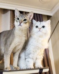 16.01.19 What a lovely morning  모닝 북어에 눈 돌아가는 소리 들리긔... Follow us on Instagram :D #cats #cat #catlover... 