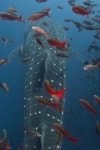 Whale Shark ~  Photo credit: Amazing Nature | 해양 생물, 야생 동물, 베타 열대어