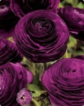 Ranunculus Asiaticus Victoria Purple Shades | 아름다운 꽃, 꽃, 정원 가꾸기
