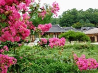 무섬마을 Museom Village Korea