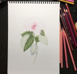 보태니컬아트  보타니컬아트  botanicalart  coloredpencil  prismacolor  수국  색연필그림  색연… | Instagram posts, Hydrangea... 