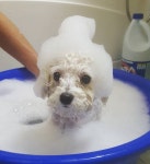 어젠 어뭉이 몸살나서 아빠가 풍 목욕을 해줬드래요 거품목욕인듯 아닌듯....🛁 #샴푸를얼마나푼거야!!!!😬 #아빠에게강아지를맡기면안되... 