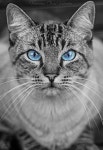 Bob the cat…° | 고양이