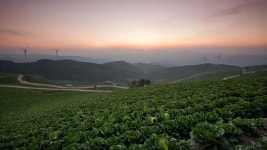 매봉산 바람의 언덕  배추밭 일출 | 일출