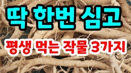 딱 한번 심고 평생 먹는 작물 3가지 추천 초보자도 재배가 쉬운 약초로도 효능이 좋은 기능성 식물 #고혈압에좋은약초#관절에좋은약초... 