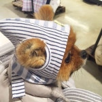 태춘이 마법사 모자 피팅하러 왔어요~^^ . 앞모습이 궁금하다면 루이독 페이스북에서!! . www.facebook.com/louisdogworld... 