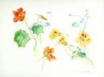 Pin by BongAe Song on 보태니컬 아트 | Sketchbook inspiration, Art, Flowers