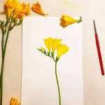 올리브그린(@olive_green_j)님: 프리지아 그리기. 꽃말이 천진난만함... 쾌적한 수업을 진행하며, 합… | 꽃그림, 색연필 예술, 꽃 그리는 법