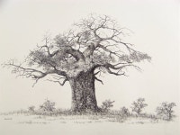 baobab sketch - Google Search(이미지 포함)