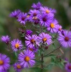 구절초에 있는 풀꽃세상님의 핀