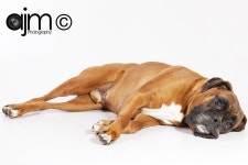 lying dog - Google 검색