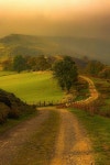 sheep walking along a Tuscan road | 경치, 풍경 유화, 자연