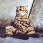 Afbeelding van seonyange op 고양이 | Schattige dieren, Katten, Katten en kittens