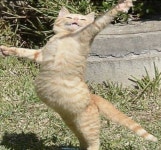 Pin by 예은 권 on 네발 달린 친구들 | Funny cute cats, Baby cats, Funny cat pictures