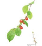 보태니컬 아트에 있는 핀