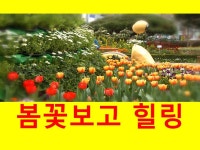 spring flower party- 봄꽃잔치(광주북구청 광장) | 광주광역시