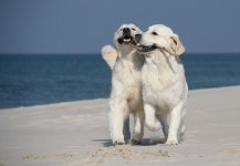 Teamwork!  I love Golden Retrievers. | 개, 동물