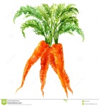 carrot bunch watercolor - Google Search | 수채화, 당근
