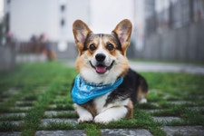 My Corgi HD Dog Wallpapers New Tab Theme – Warning: extremely cute dog! Enjoy adorable HD wallpapers of corgi dogs with every... 