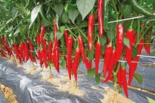 한옥에 있는 Ryusunhee님의 핀 | 고추, 약초, 사진