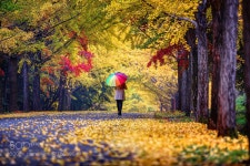 a fall day 가을비 내리는날 은행나무 가로수길에서