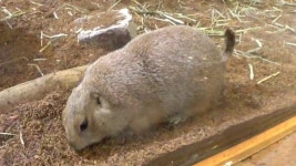 하남 주렁주렁 - 프레리독