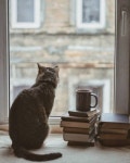 고양이 창문에 있는 Peachcoral님의 핀 | 고양이 창문, 고양이, 동물