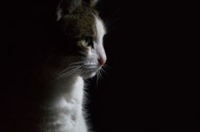 고윤정 SK 텔레콤 광고 Yoon Yoon Jung SK Telecom Advertising | Celebrities, Cats, Animals