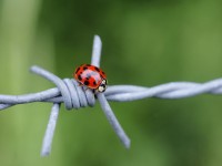 Harmonia axyridis (on the wire) | Ladybug, Ladybird, Bugs