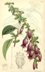 v.89 [ser.3:v.19] (1863) - Curtiss botanical magazine. - Biodiversity Heritage Library | 꽃 그리기, 꽃그림