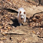 Watch the Best YouTube Videos Online -  날씨 즥이네 #반려견 #멍스타그램 #puppy #samoyed #japanesespitz #dogstagram... 
