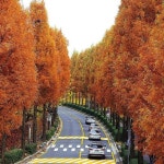Autumn in Seoul,South Korea [한겨레] 낙산공원 길 등 걷기 좋은 서울 단풍길과 서울 빛초롱 축제길 모음 사색하기 좋은 가을날 낮에는 호젓한... 