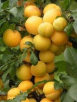 Pin de 풀꽃세상 em 열매 | Frutas e vegetais, Frutas exóticas, Frutas tropicais