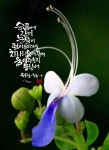 다솜캘리그라피에 있는 화숙 여님의 핀 - 2023 | 이야기, 인생