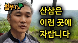 산삼은 어디서 자랄까에 대한 설명 - YouTube | 약초, 건강, 의학